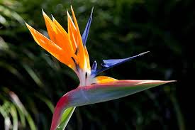 Exotic Plants
